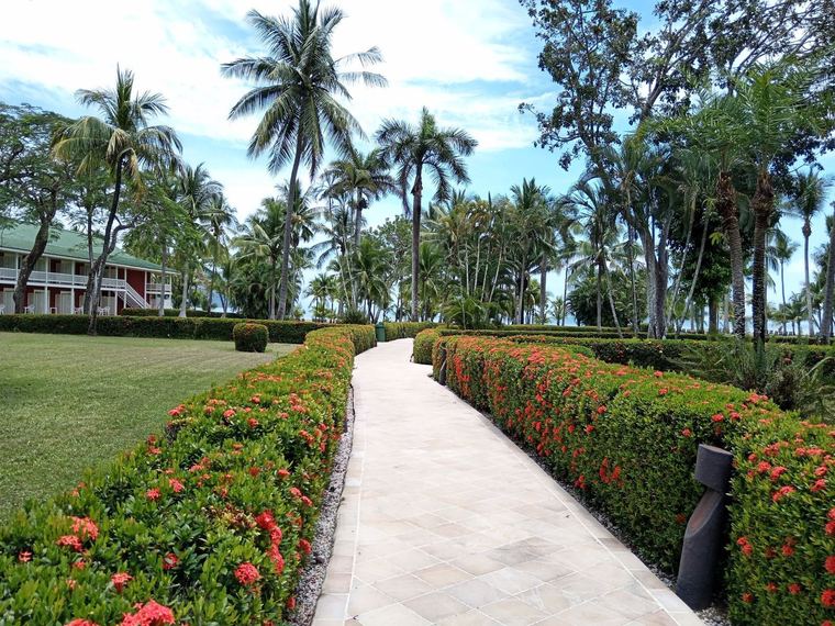 Paver walkway edged with clipped hedges in full red flower, running past a manicured lawn under tall palms.