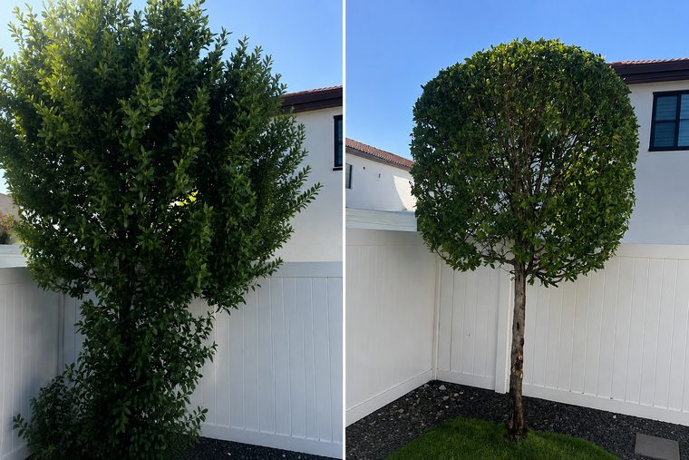 Before and after: a tree grown flat and shapeless against a white wall, reshaped into a rounded crown on a clean trunk.