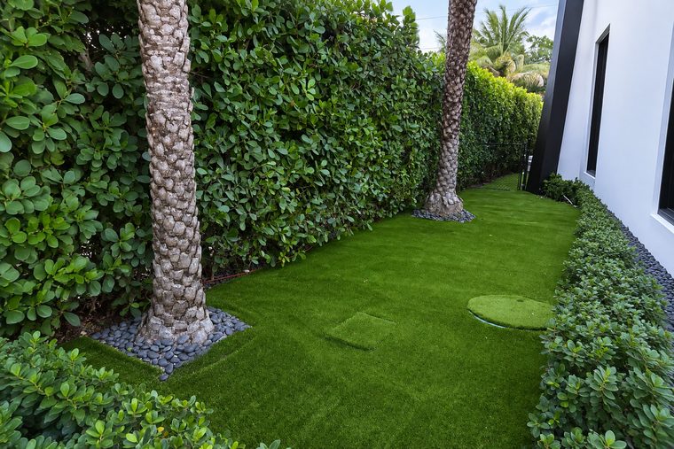 A finished side yard in artificial turf, bordered by a tall clipped ficus hedge, two palms and a low boxwood row.