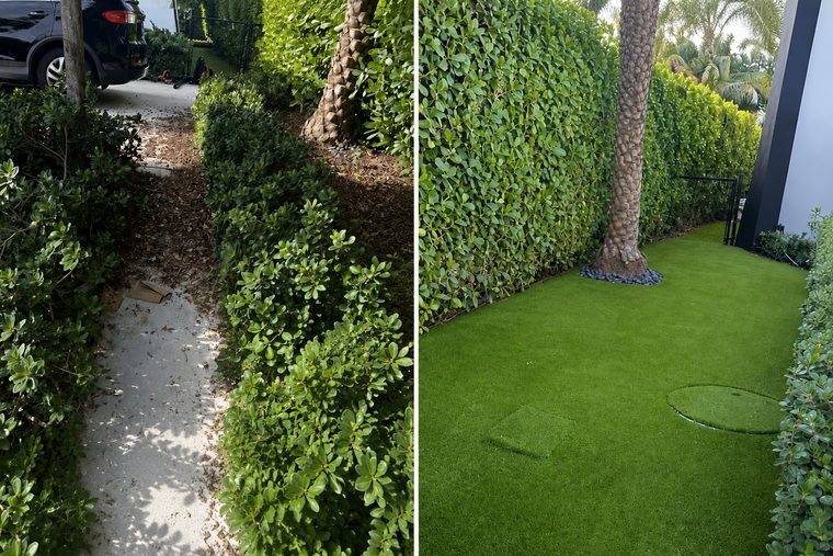 Before and after: a gravel side yard with straggling shrubs, replaced by artificial turf running up to a trimmed ficus hedge and a palm.