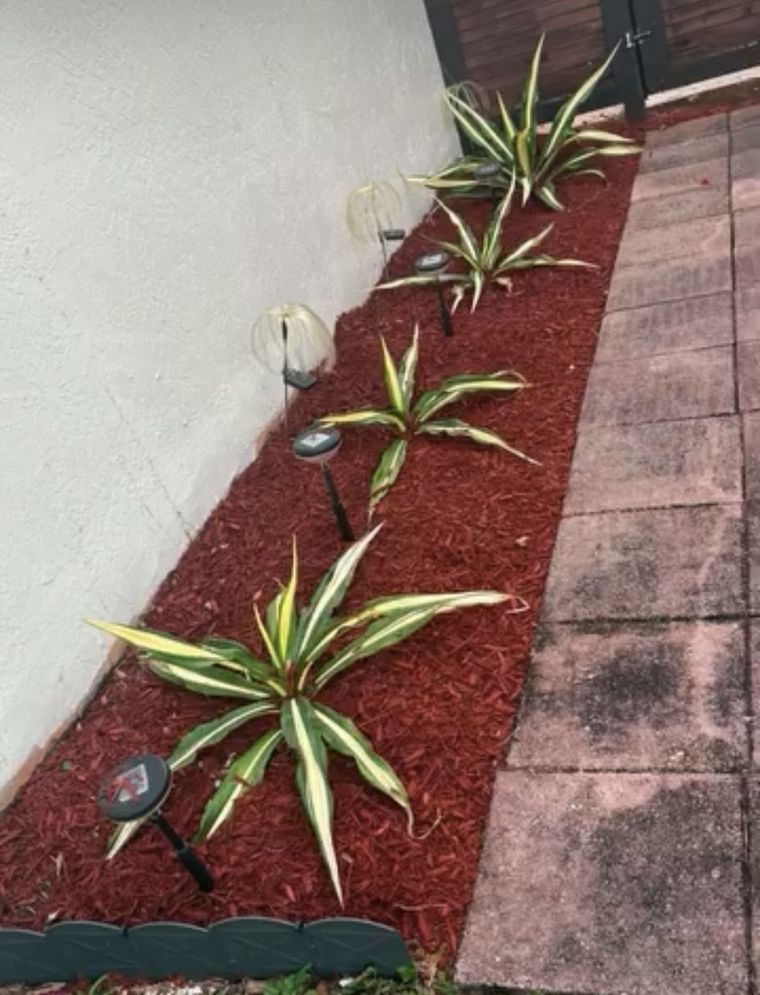 Stepped agave and dracaena planting in a fresh red mulch bed with solar path lights.