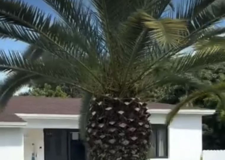 Cleanly trimmed Phoenix palm crown against a blue sky, with a circular hedge at its base.