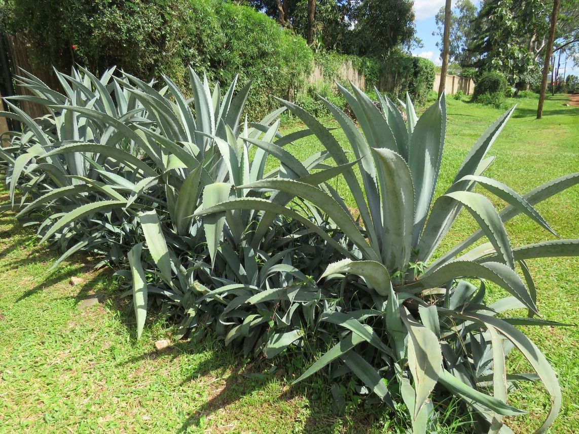 A row of large blue-green agaves planted along the edge of a cut lawn.