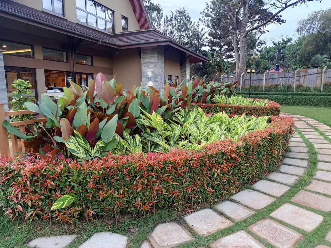 Curved stepping-stone path running beside a manicured bed of red-leaved crotons and cannas edged against a lawn.