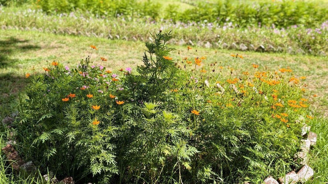 A wide planted bed of orange cosmos in flower, edged along a mown lawn.