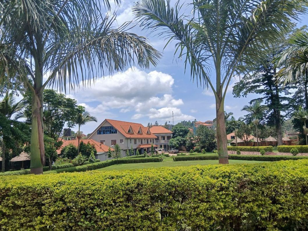 Tall palms rising above a long, cleanly trimmed hedge bordering a mown lawn.