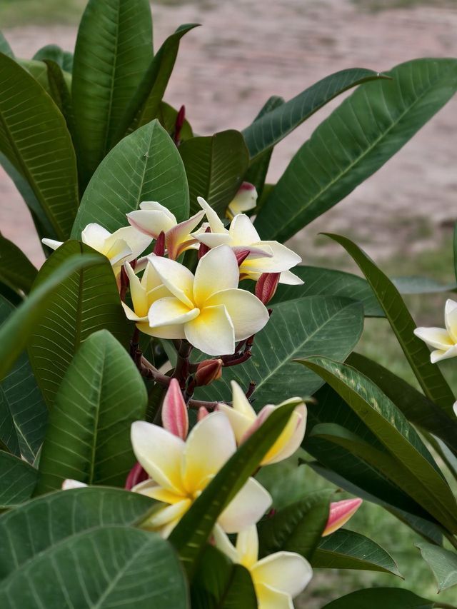 Plumeria in bloom, cream and yellow flowers against broad green leaves.